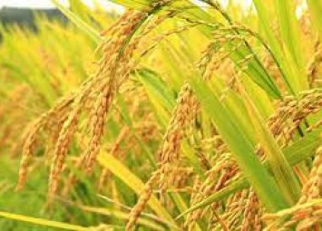Xu hướng mới của ngành nông nghiệp lúa gạo Việt Nam