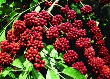 Dinh dưỡng cần thiết trong quá trình sinh trưởng của cây cà phê
